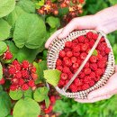 산딸기