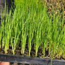 한농종묘사 이미지