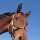 천생초등학교 이미지