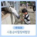 시흥승마힐링체험장 | [시흥] 시흥승마힐링체험장🐴