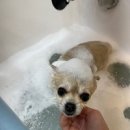 예쁘개&사랑스럽개 이미지