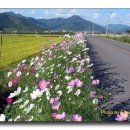 논두렁길 콩서리 이미지