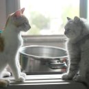 낭만고양이 이미지