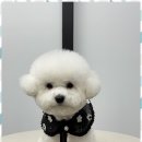 오쿠숑 이미지