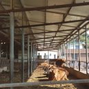 칠곡양떼목장 이미지