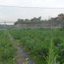 머물농장 이미지