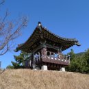 산양일주도로가로수 이미지