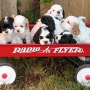 꼬꼬마 강아지 이미지