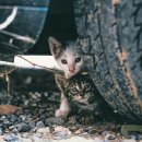 더나은펫샵 이미지