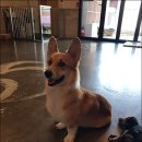 (주)펫톡 이미지