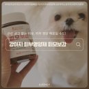 카우만 동물병원 | 강아지털빠짐 원인부터 관리까지 | 피모보감 영양제 후기 🐶