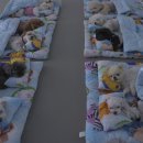 퍼피스프링 | 강서구 반려견 유치원 퍼피스프링 강서점 : 원장님이 여름 이불을 장만했다 !