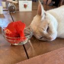 현자농장 | 오키나와 가볼 만한 곳 - 커피 수확, 로스팅 체험