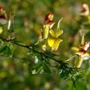 우리산약초 이미지