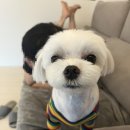 뽀삐애견샵 이미지
