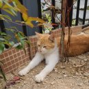 영희의 정원 이미지