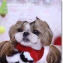 프린세스 말티즈 이미지