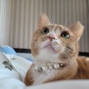 24시하나린동물의료센터 이미지