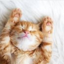 행복한고양이 이미지