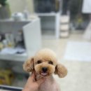 마음이네 멍발소 네이버블로그