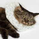 코스모스PC 이미지