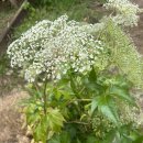 Pippas Pass Track / Blue Camp Bower Blue Mts N. P. 12 September 2026 JJHH 이미지