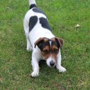 행복한강아지 이미지