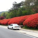 섬진강변 철쭉길 이미지