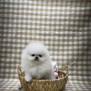 또바기 켄넬 이미지