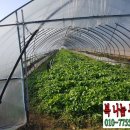 송영길농장 이미지