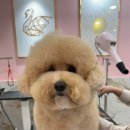 다올미르 이미지