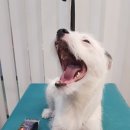 살롱드독 이미지