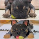 베럴댕 | 진주 강아지 수제 케이크로 특별한 순간, 베럴댕 솔직 후기