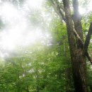 곰배령스케치 이미지