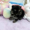 강아지분양 마이댕냥 일산점 이미지