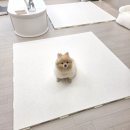 인천 층간소음매트 이번년도 제일 잘한 시공 후기