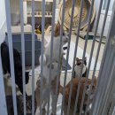 숙대입구역 1번 출구 | 직접 보고, 듣고, 만지면 다르다!! 🐶쉬어가개냥🐱 유기동물 봉사