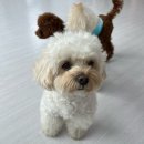 포그니유치원 이미지