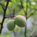 뉴그린팜 이미지