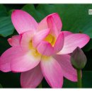 연꽃목장 이미지