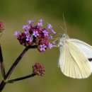 조프로 골프 아카데미 이미지