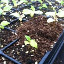 황칠사랑 이미지