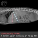 백암동물병원