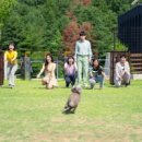 아름다운 개 이미지