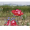 클래식기타 B 이미지