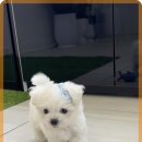 바른펫