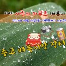 벼룩프라자