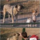 빼로(perro) 이미지