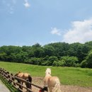 경사목장 이미지