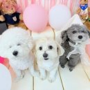 놀러오개 애견유치원 애견호텔 수원세류점 이미지